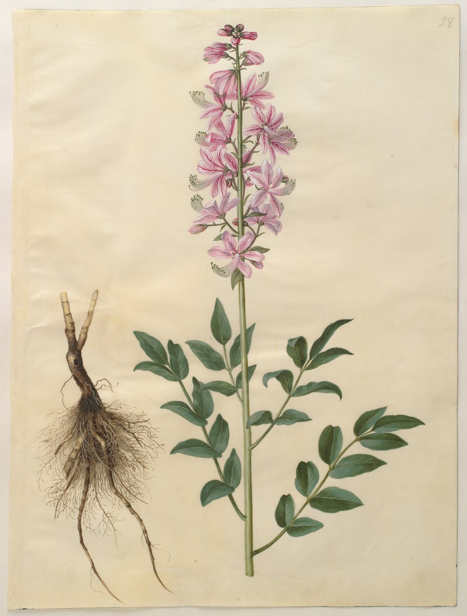 Dictamnus albus by Hans Simon Holtzbecker