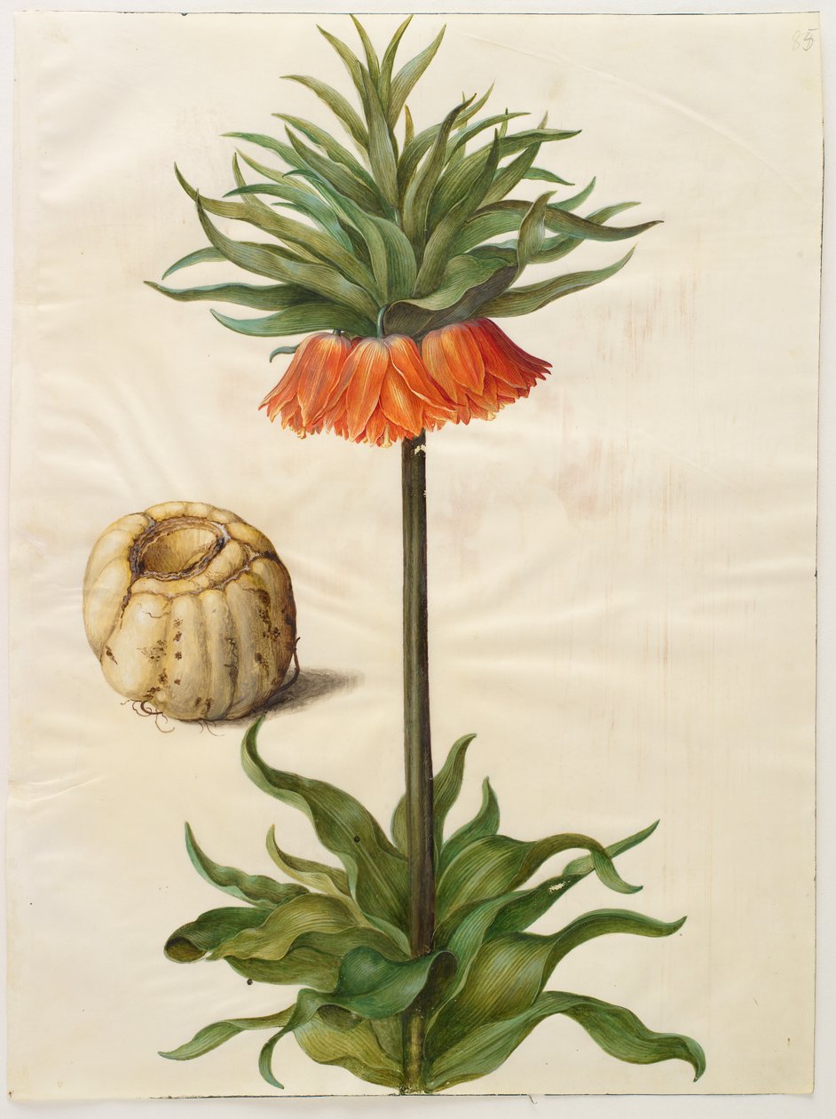 Fritillaria imperialis by Hans Simon Holtzbecker