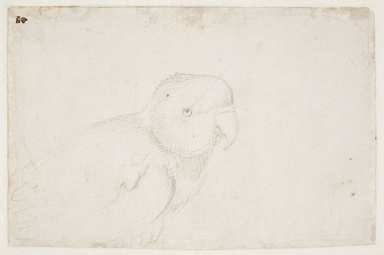 Budgerigar by Hans Baldung Grien