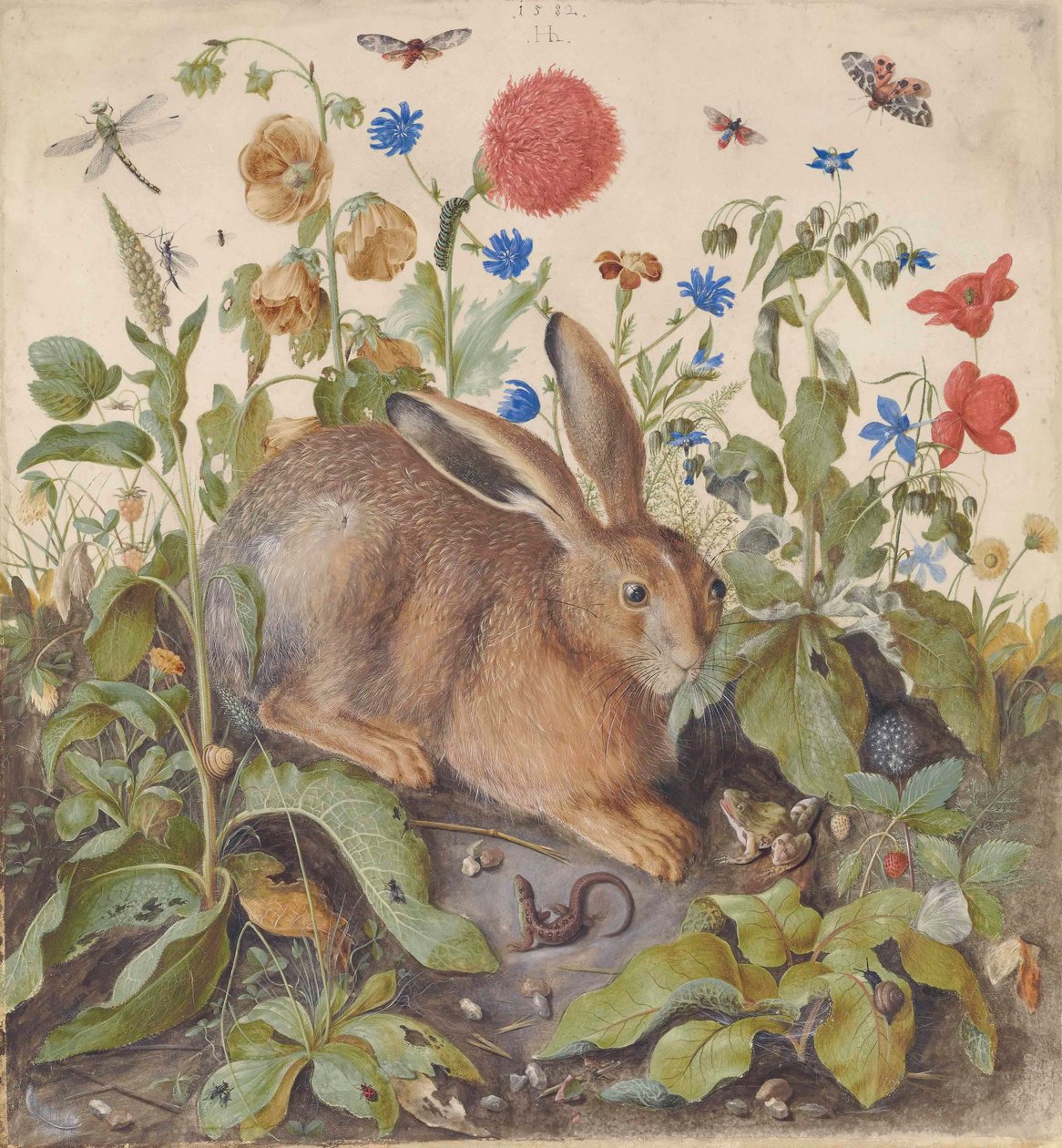 A Hare Among Plants by Hans Hoffmann