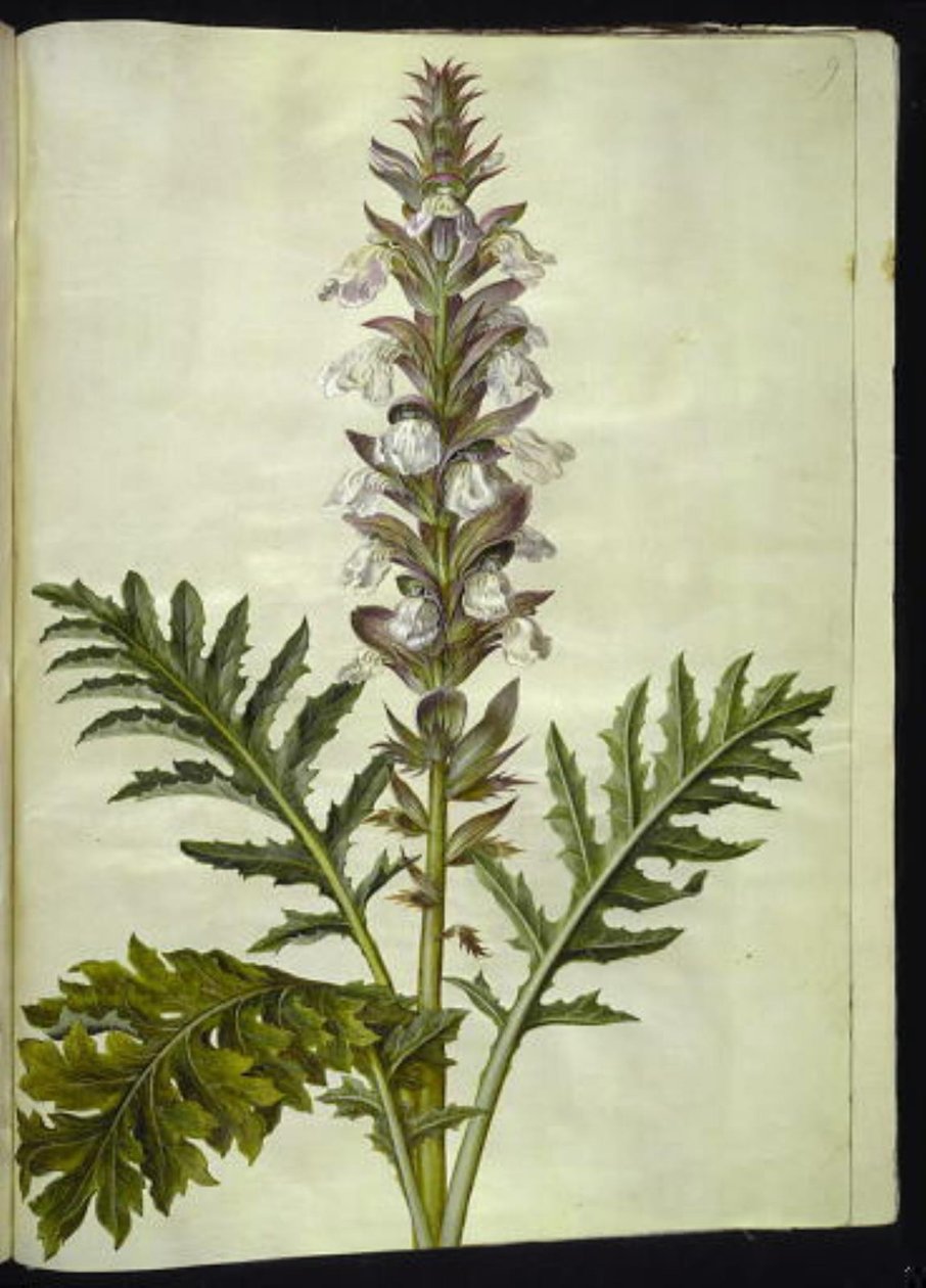 Acanthus hungaricus (Hungarian Acanthus) by Hans Simon Holtzbecker