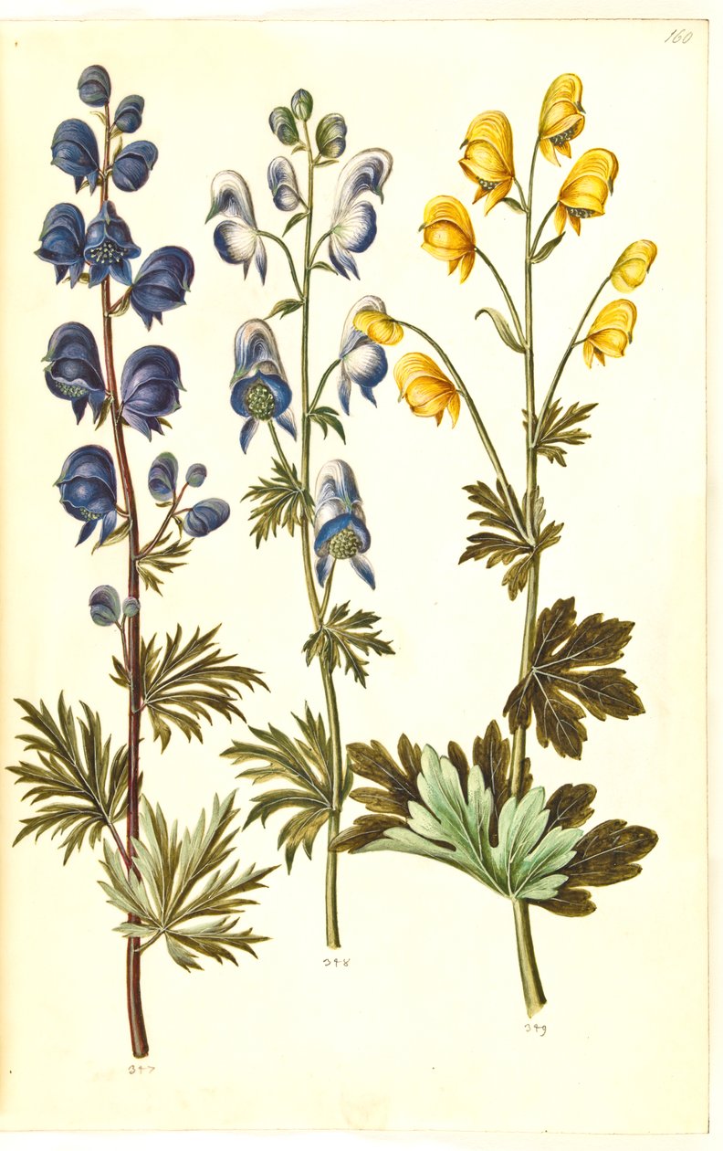 Aconitum napellus (?), Aconitum variegatum, possibly Aconitum ×cammarum (?), Aconitum anthora by Hans Simon Holtzbecker