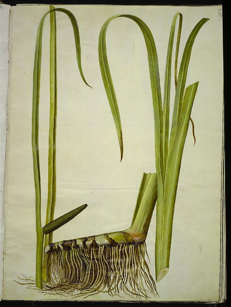 Acorus calamus (common sweet flag) by Hans Simon Holtzbecker