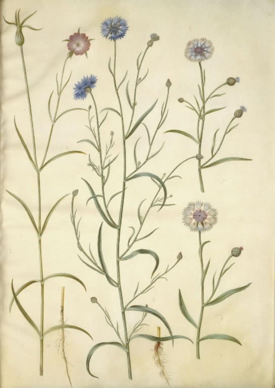 Agrostemma githago (Common Corncockle); Centaurea cyanus (Cornflower) by Hans Simon Holtzbecker