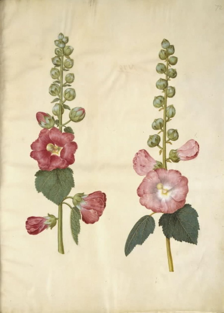 Alcea Rosea (Garden Hollyhock) by Hans Simon Holtzbecker