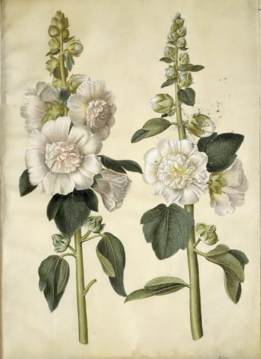 Alcea rosea (Garden Hollyhock) by Hans Simon Holtzbecker