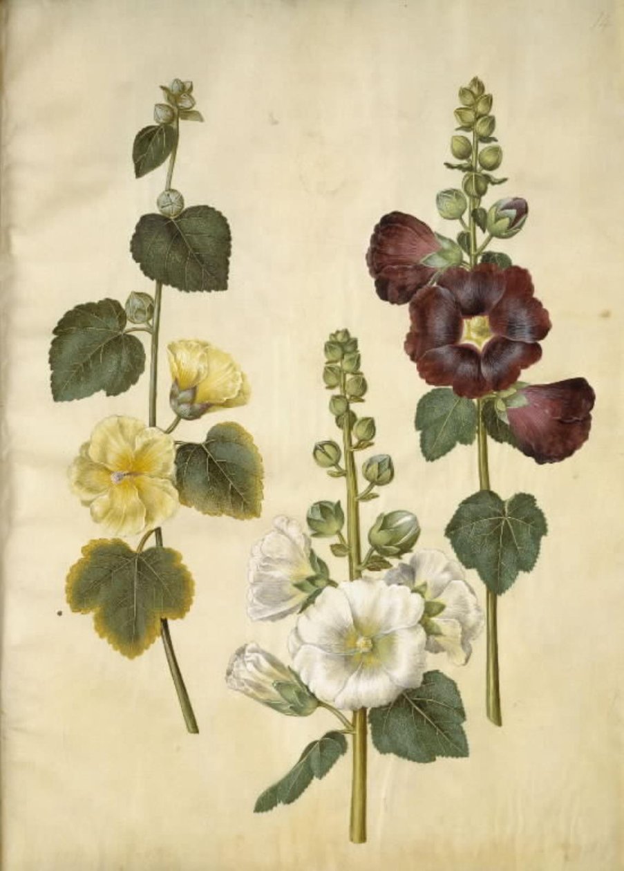 Hollyhock by Hans Simon Holtzbecker