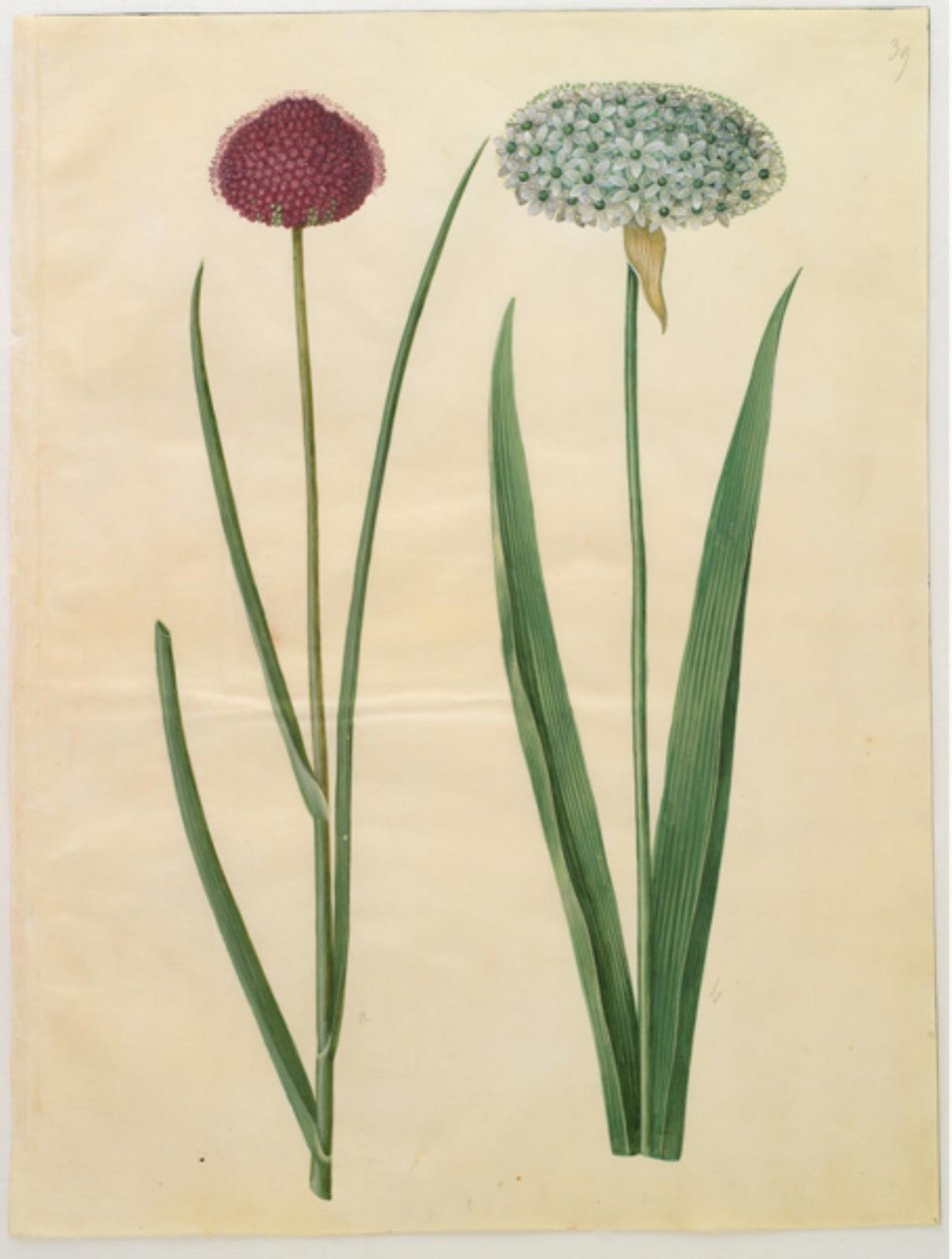 Allium sphaerocephalon; Allium nigrum by Hans Simon Holtzbecker