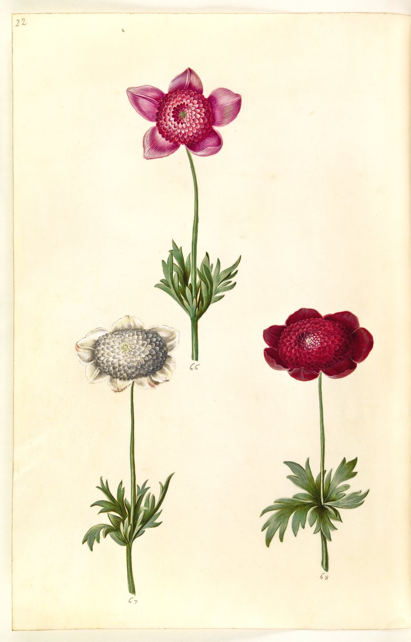 Anemone coronaria (French Anemone) by Hans Simon Holtzbecker