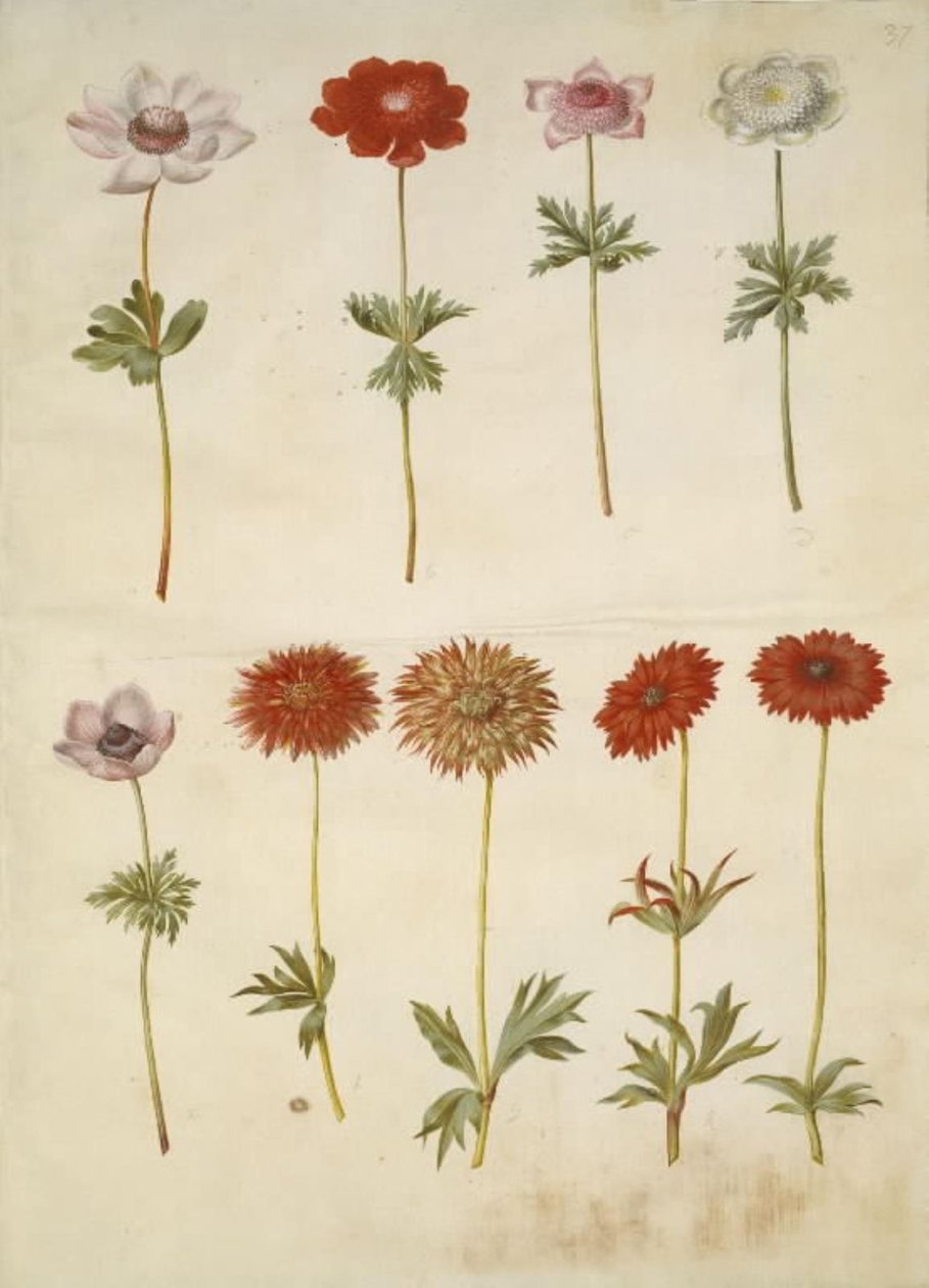 Anemone coronaria (Poppy Anemone); Anemone ×fulgens (Shining Anemone) by Hans Simon Holtzbecker