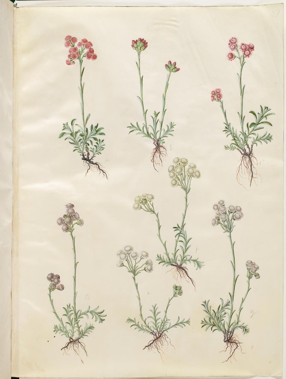 Antennaria dioica (Common Cat