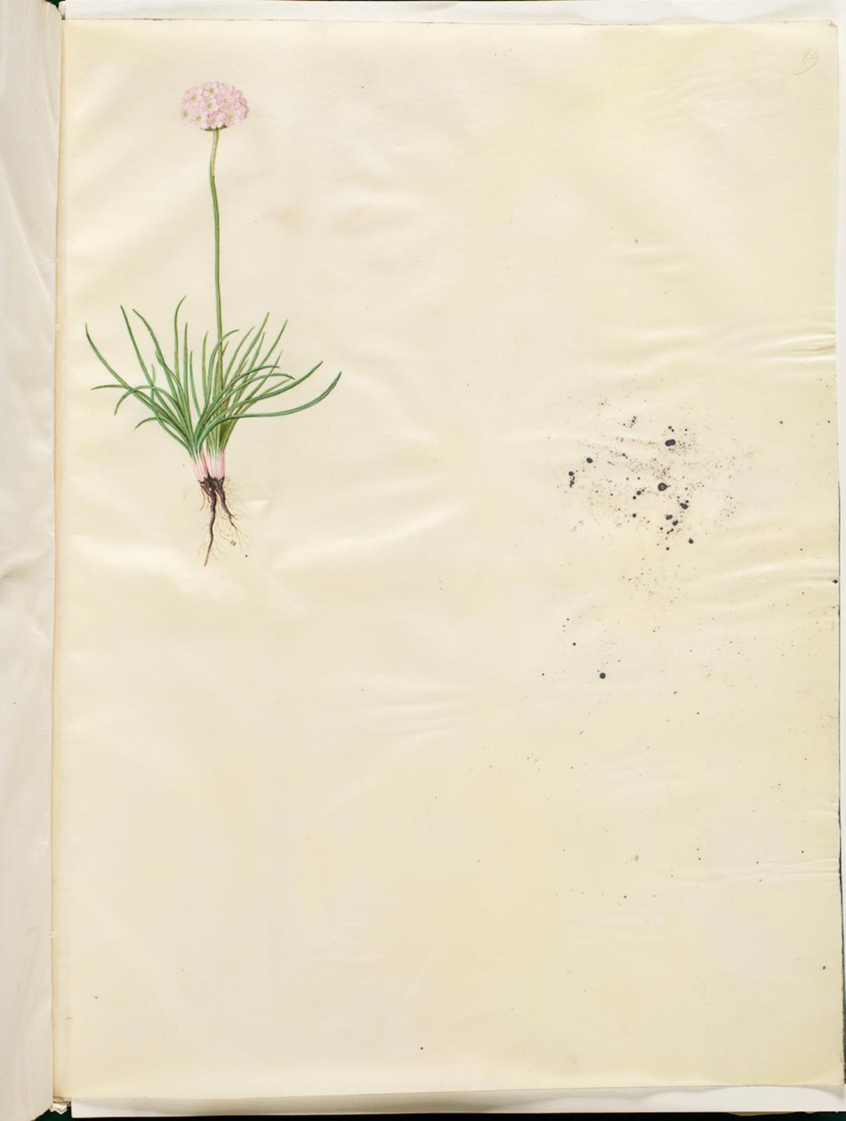 Armeria Maritima by Hans Simon Holtzbecker