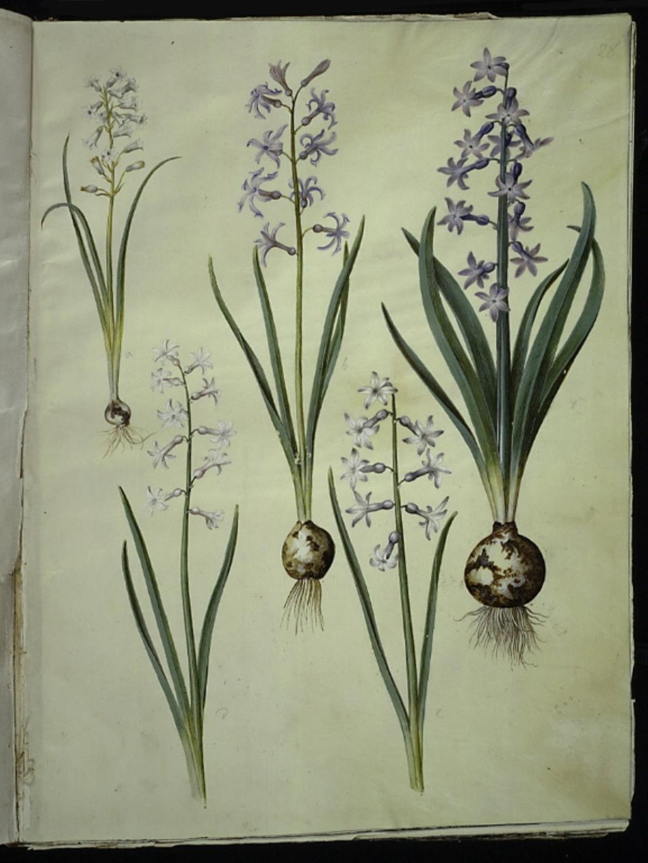 Brimeura amethystina (pyrenæisk hyacint); Hyacinthus orientalis (almindelig hyacint) by Hans Simon Holtzbecker