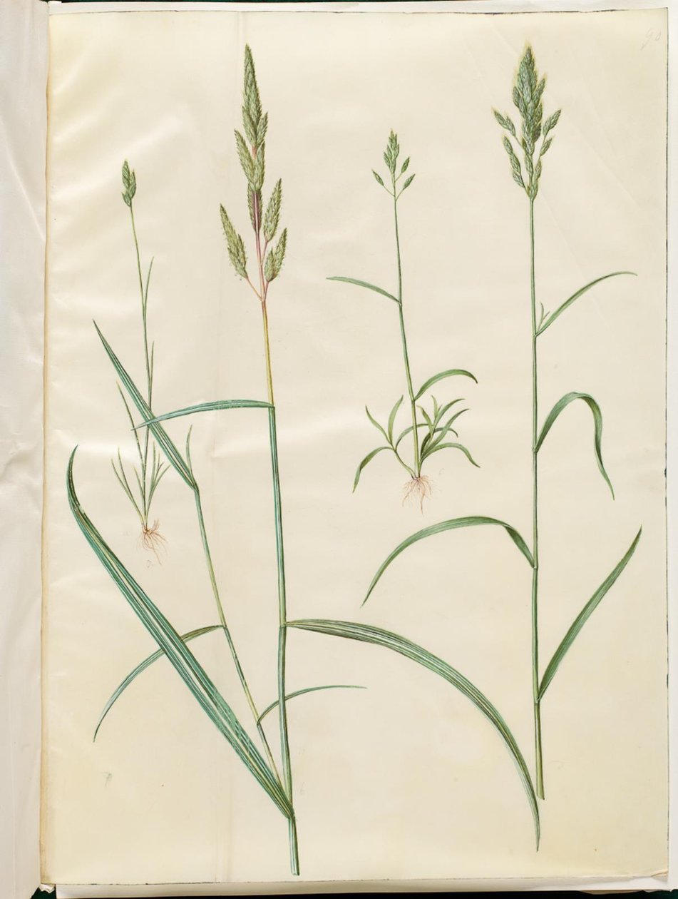 Bromus Hordeaceus (Soft Brome); Phalaris Arundinacea (Reed Canary Grass) by Hans Simon Holtzbecker