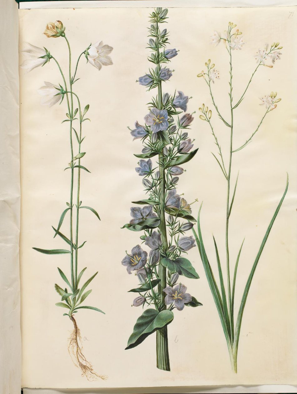Campanula persicifolia (Peach-leaved Bellflower); Campanula pyramidalis (Pyramidal Bellflower); Anthericum ramosum (Branched St. Bernard