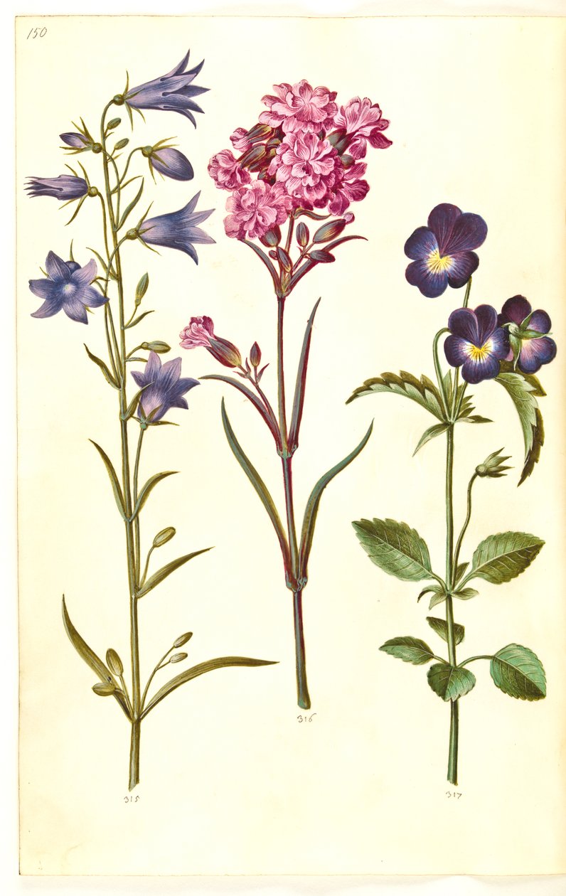 Campanula rotundifolia (Harebell); Silene viscaria (Sticky Catchfly); Viola tricolor (Wild Pansy) by Hans Simon Holtzbecker