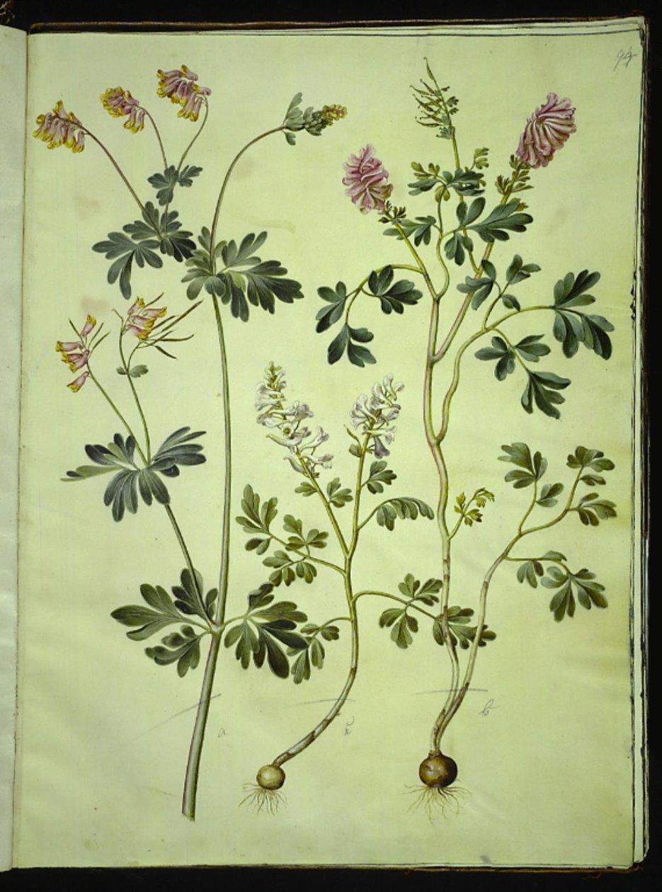 Capnoides sempervirens (Harlequin) and Corydalis solida (Solid Corydalis) by Hans Simon Holtzbecker