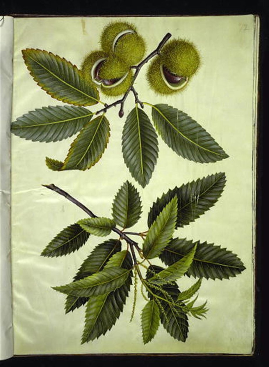 Castanea sativa (Sweet Chestnut) by Hans Simon Holtzbecker