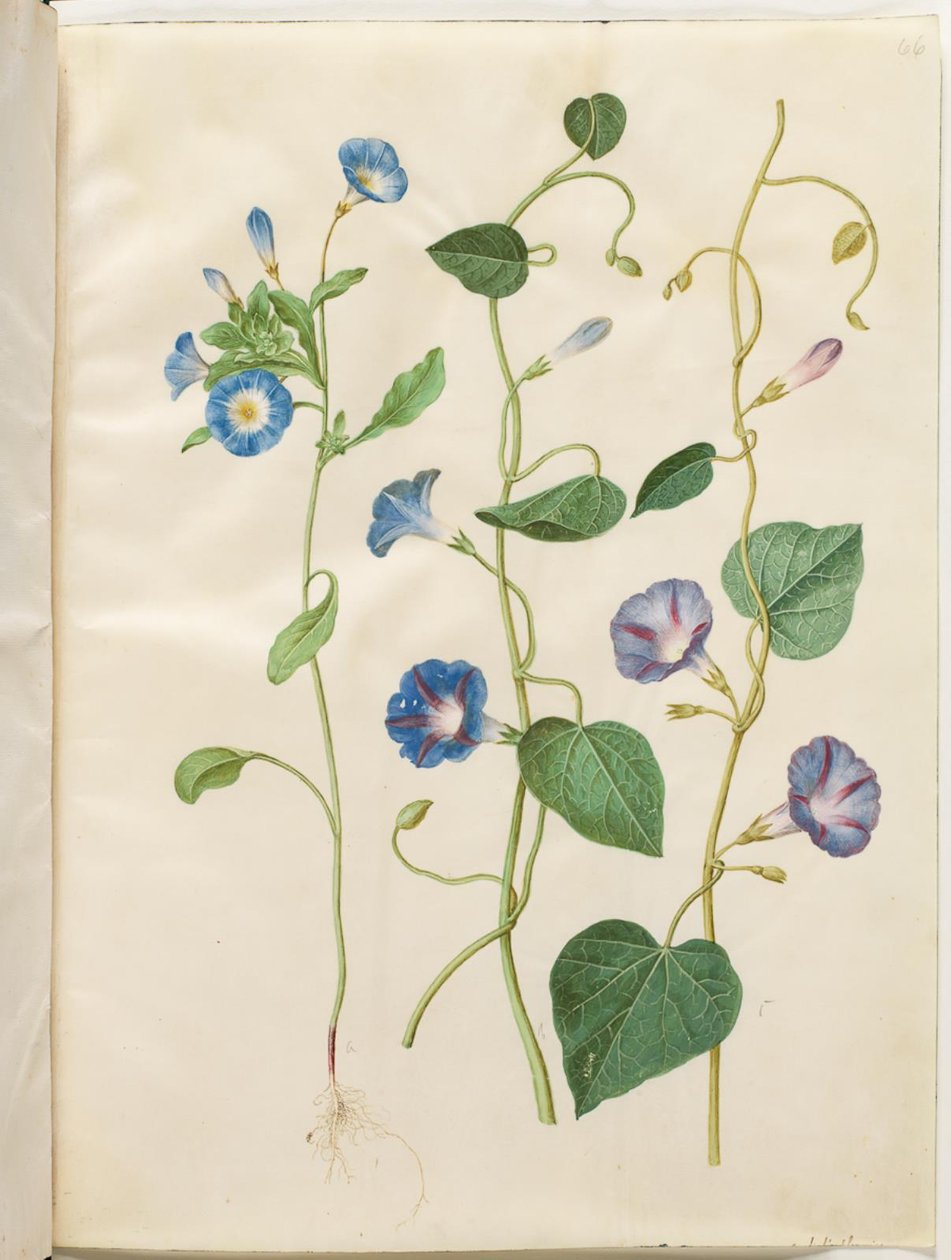 Convolvulus tricolor (Blue Morning Glory); Ipomoea purpurea (Purple Morning Glory) by Hans Simon Holtzbecker