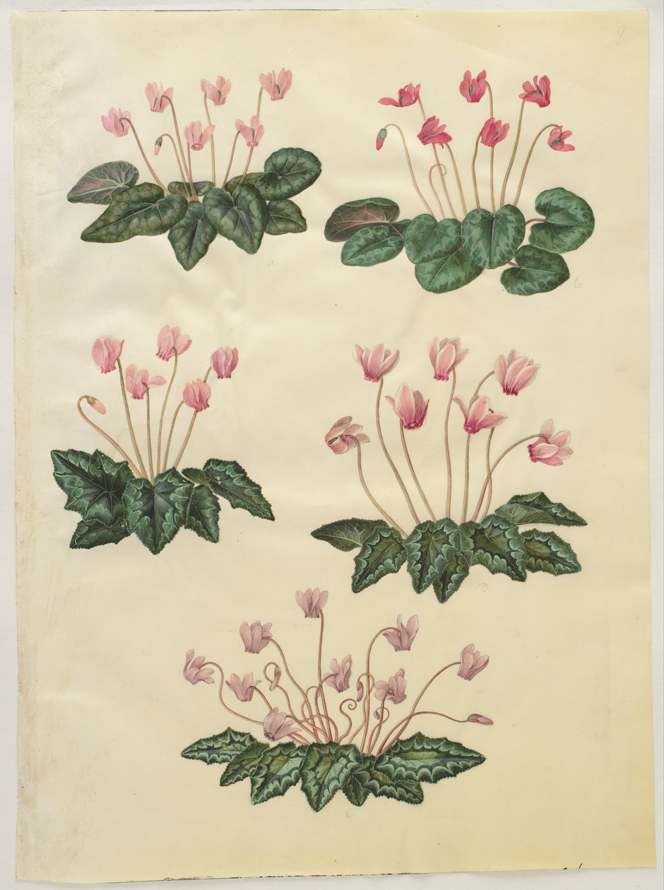 Cyclamen Purpurascens; Cyclamen Hederifolium by Hans Simon Holtzbecker