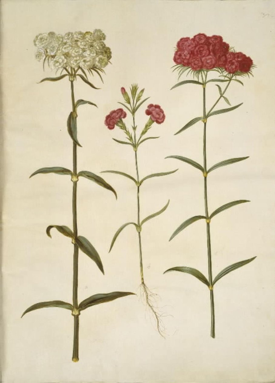 Dianthus barbatus (Sweet William); Dianthus (Species of Carnation) by Hans Simon Holtzbecker