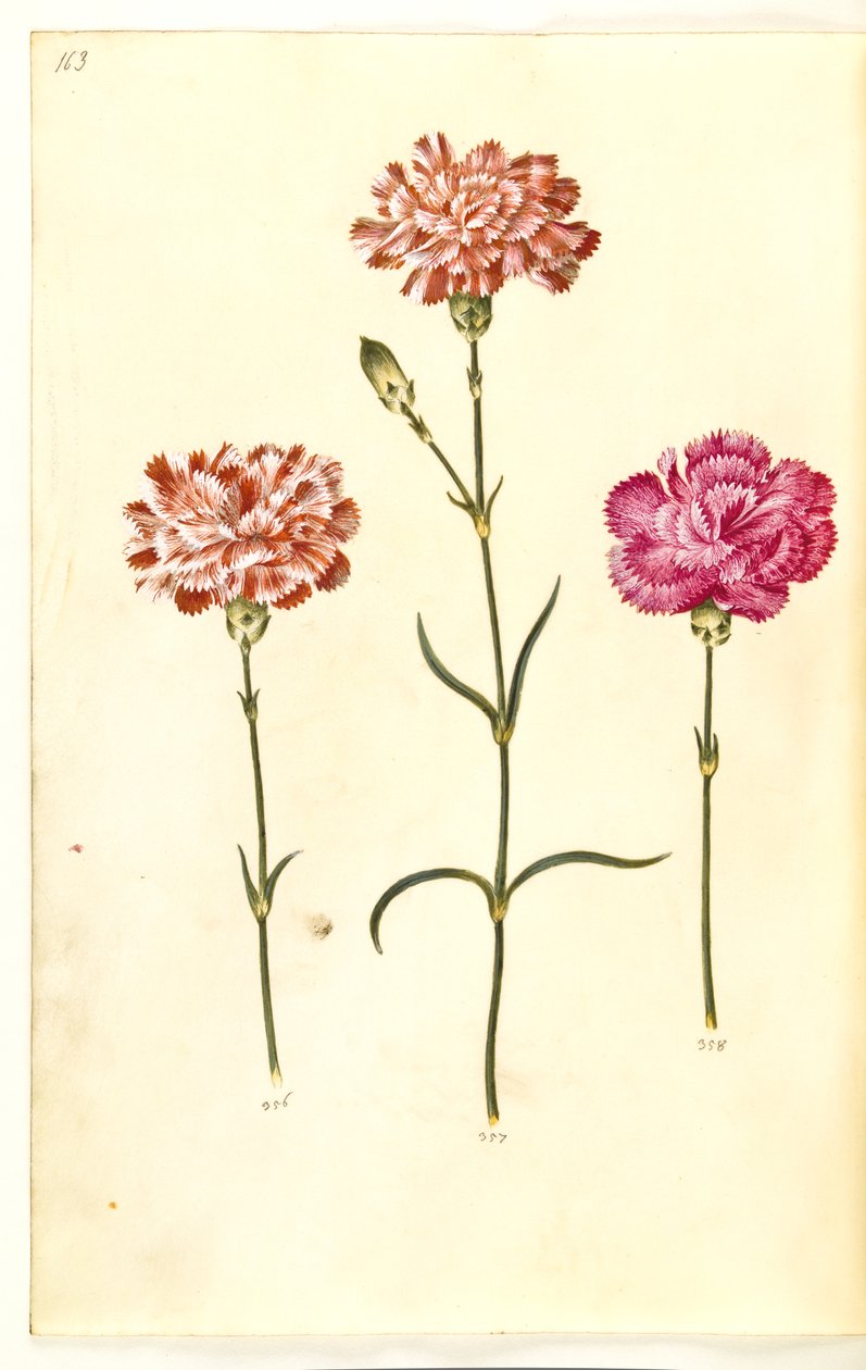 Dianthus caryophyllus (carnation) by Hans Simon Holtzbecker