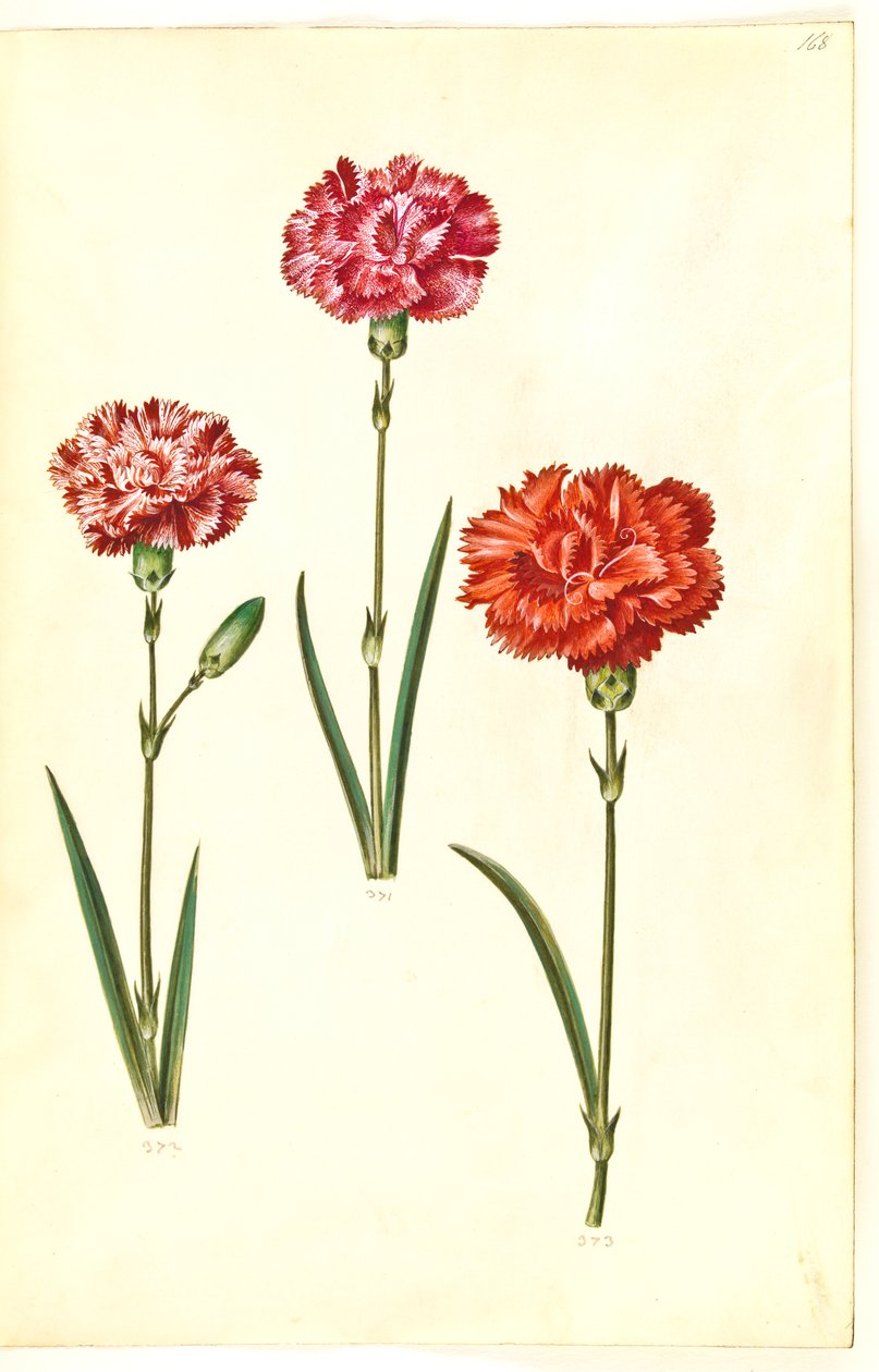 Dianthus caryophyllus by Hans Simon Holtzbecker