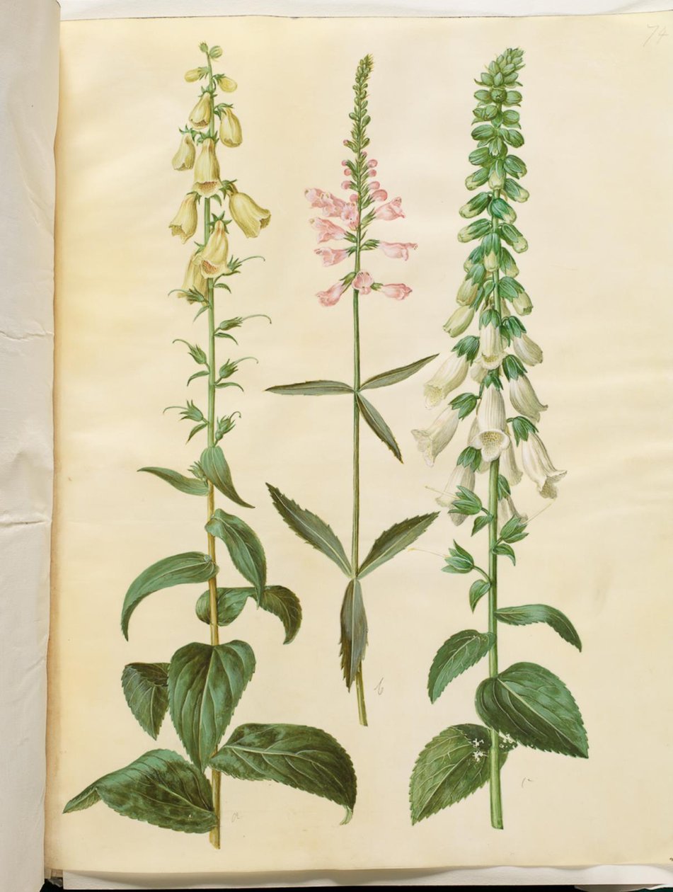 Digitalis grandiflora (Large-flowered Foxglove); Physostegia virginiana (Obedient Plant); Digitalis purpurea (Common Foxglove) by Hans Simon Holtzbecker