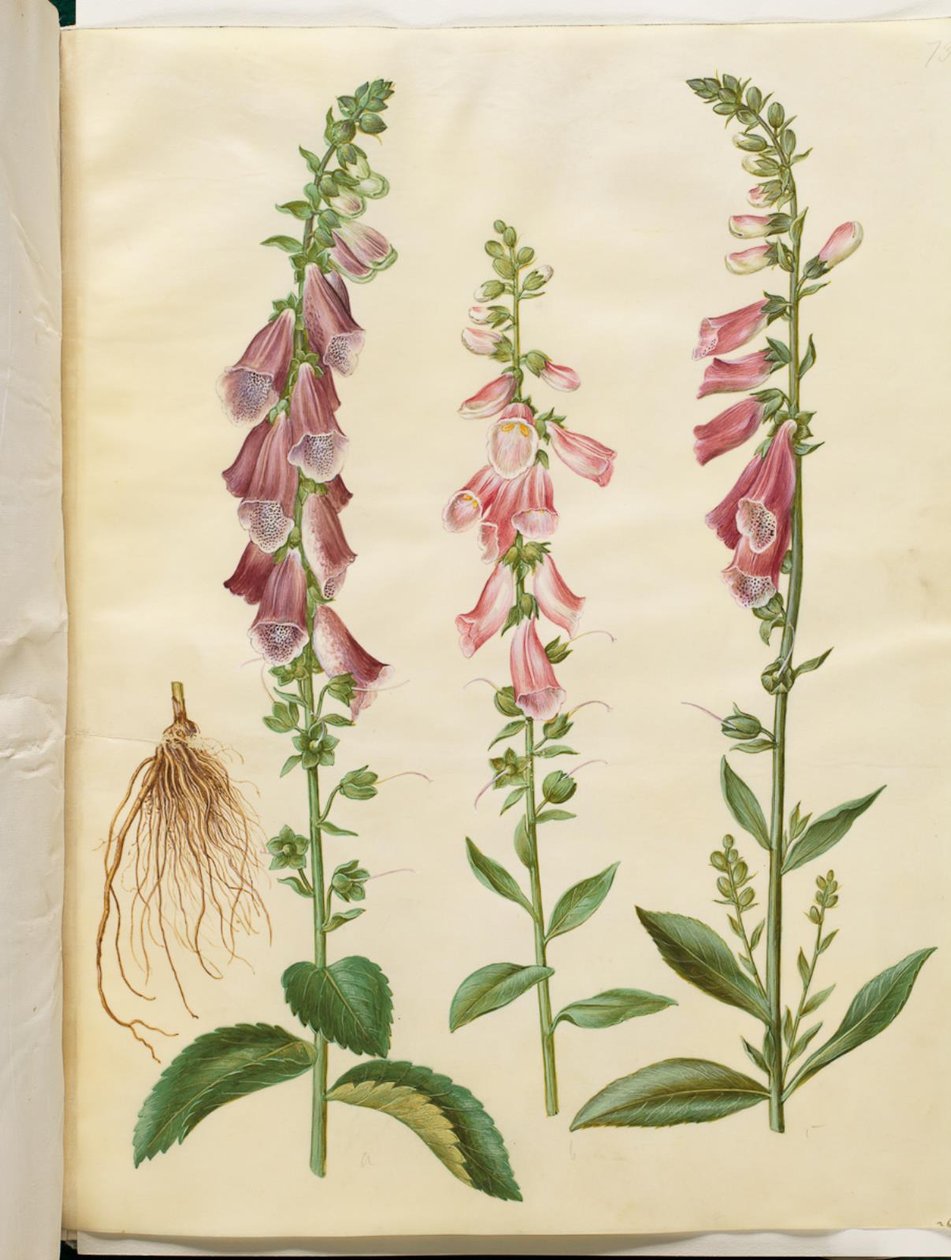 Digitalis purpurea (common foxglove)