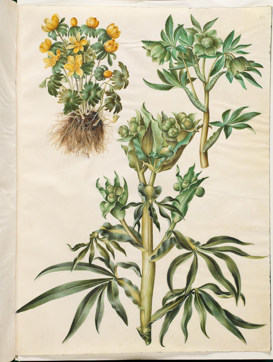 Eranthis hyemalis (Winter Aconite); Helleborus viridis (Green Hellebore); Helleborus foetidus (Stinking Hellebore) by Hans Simon Holtzbecker