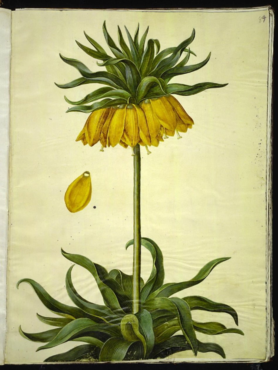 Fritillaria imperialis (crown imperial) by Hans Simon Holtzbecker