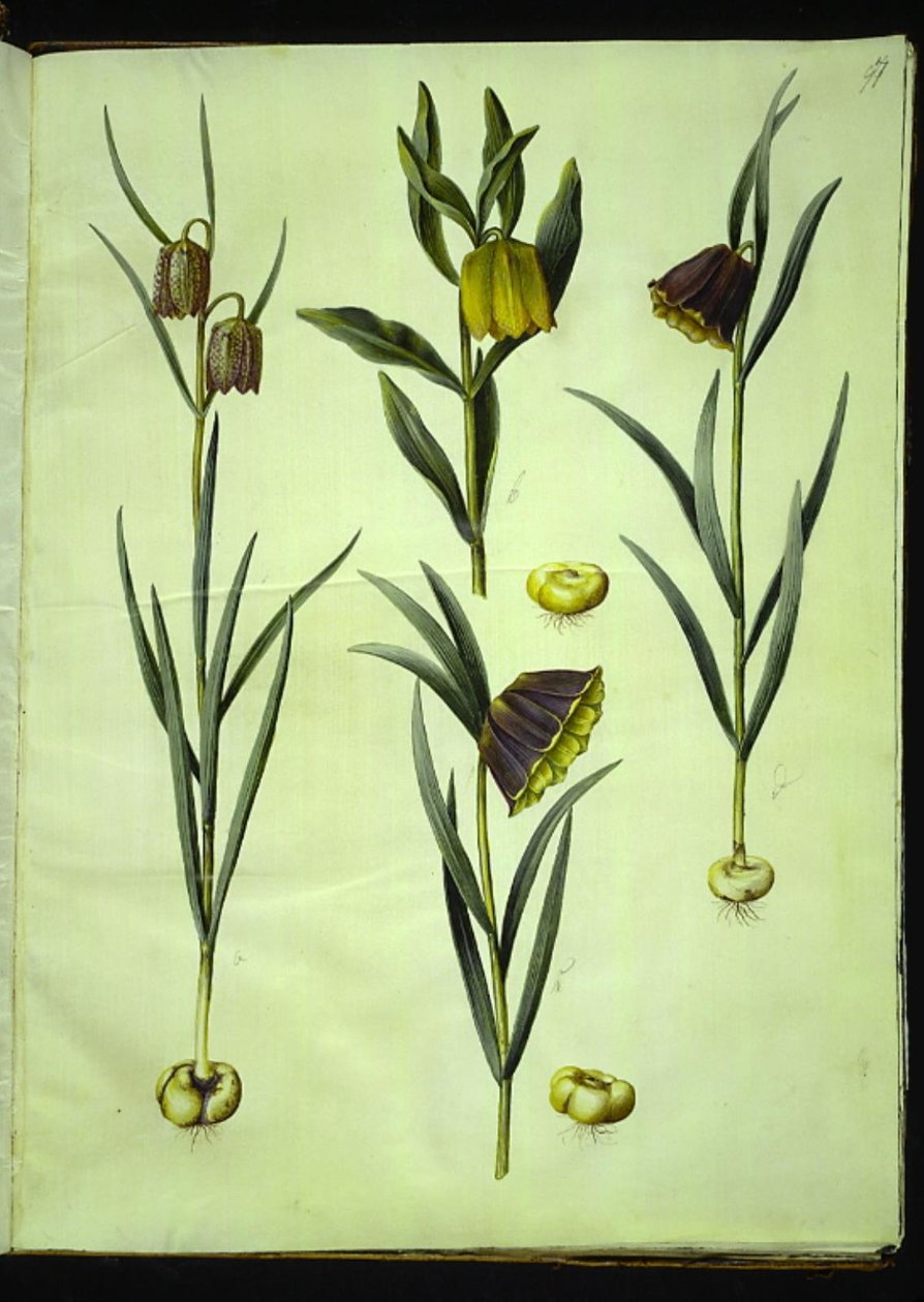 Fritillaria Meleagris; Fritillaria Aurea or Fritillaria Tubiformis & Moggridgei; Fritillaria Montana by Hans Simon Holtzbecker