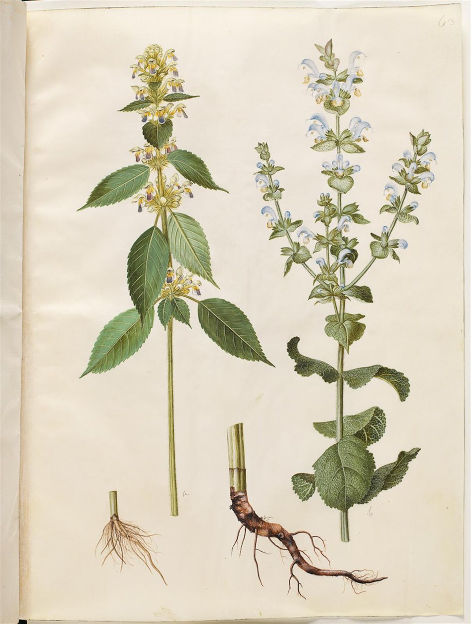 Galeopsis Speciosa; Salvia Sclarea by Hans Simon Holtzbecker