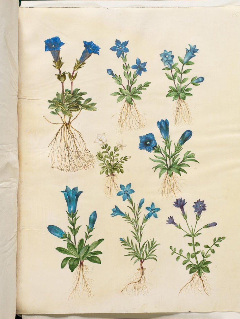 Gentiana Acaulis (Stemless Gentian); Gentiana Verna (Spring Gentian); Gentiana Acaulis (Stemless Gentian); Gentiana (Species of Gentian) by Hans Simon Holtzbecker