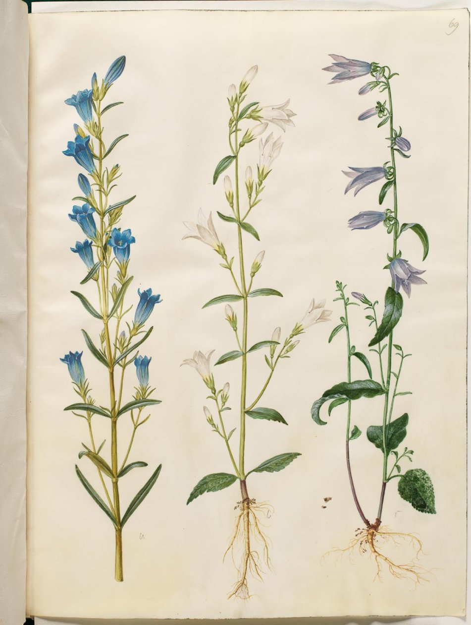 Gentiana pneumonanthe (Marsh Gentian); Campanula patula (Spreading Bellflower); Campanula rapunculoides (Creeping Bellflower) by Hans Simon Holtzbecker