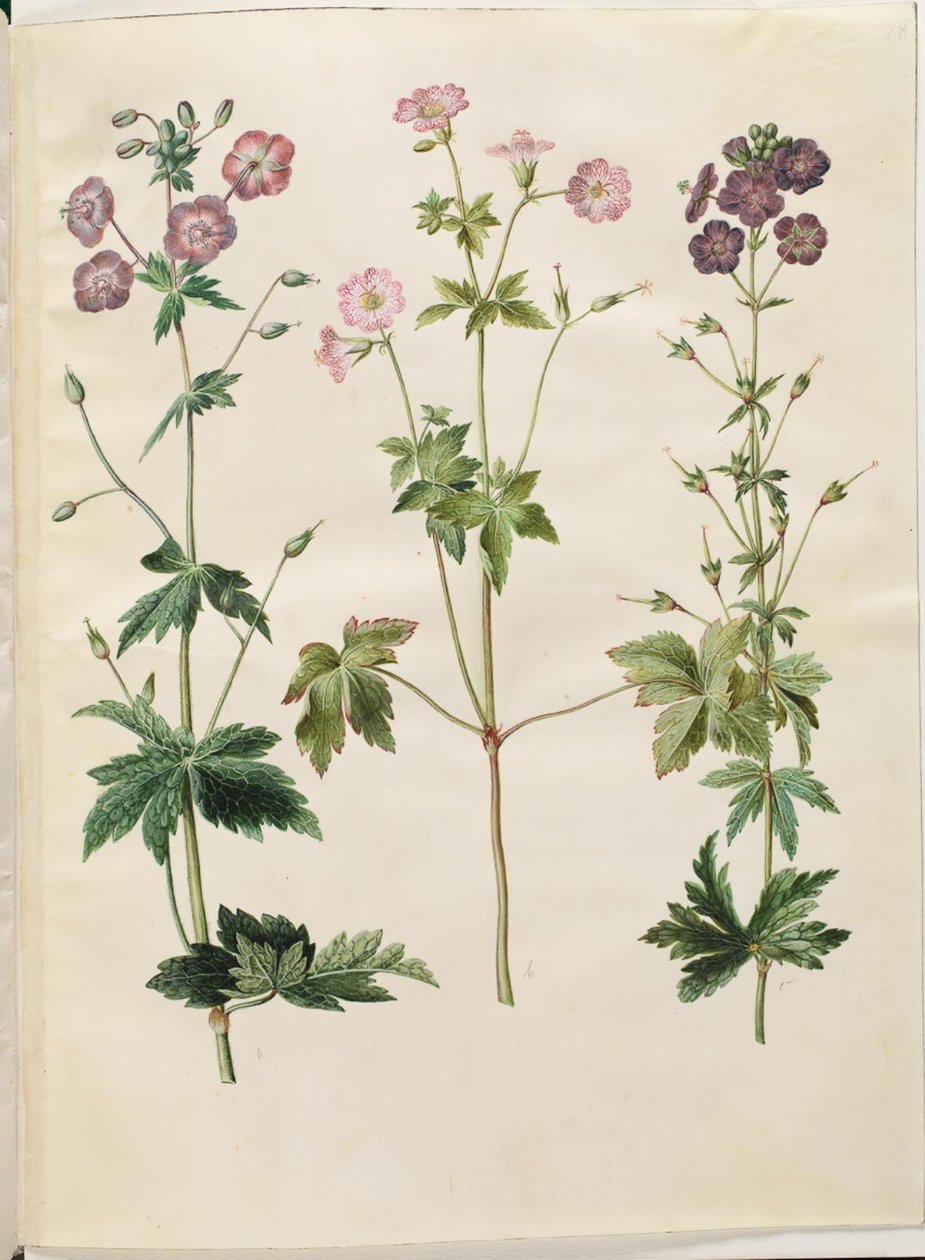 Geranium phaeum (bølgekronet storkenæb); Geranium versicolor (net-storkenæb) by Hans Simon Holtzbecker