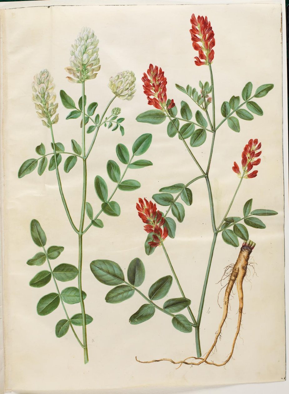 Hedysarum coronarium (Red Cock