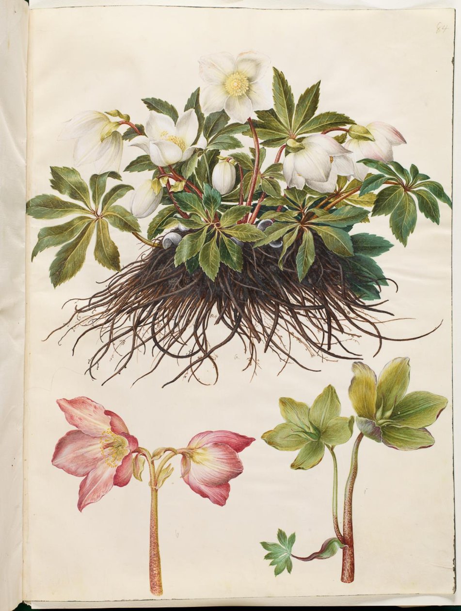 Helleborus niger (almindelig julerose) by Hans Simon Holtzbecker