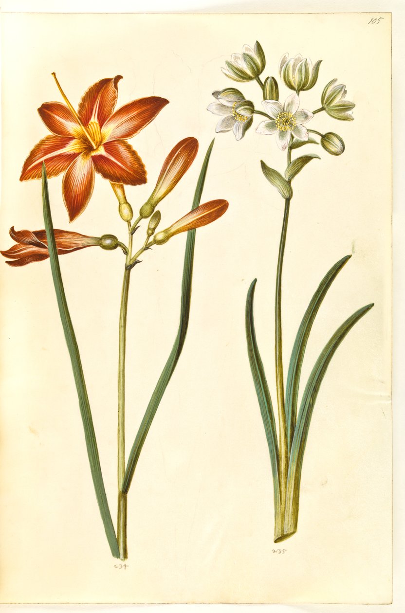 Hemerocallis fulva (Tawny Daylily); Ornithogalum arabicum (Star of Bethlehem) by Hans Simon Holtzbecker