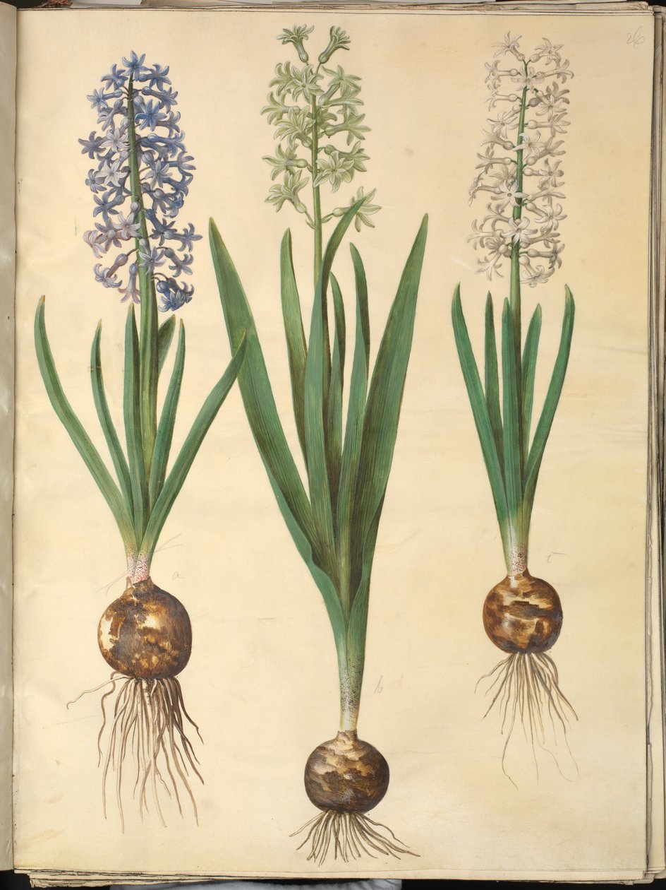 Hyacinthus Orientalis (Common Hyacinth) by Hans Simon Holtzbecker