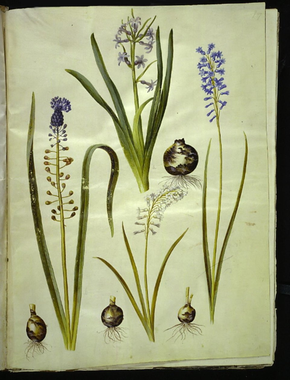 Hyacinthus orientalis (Common Hyacinth); Muscari comosum (Tassel Hyacinth); Brimeura amethystina (Pyrenean Hyacinth) by Hans Simon Holtzbecker