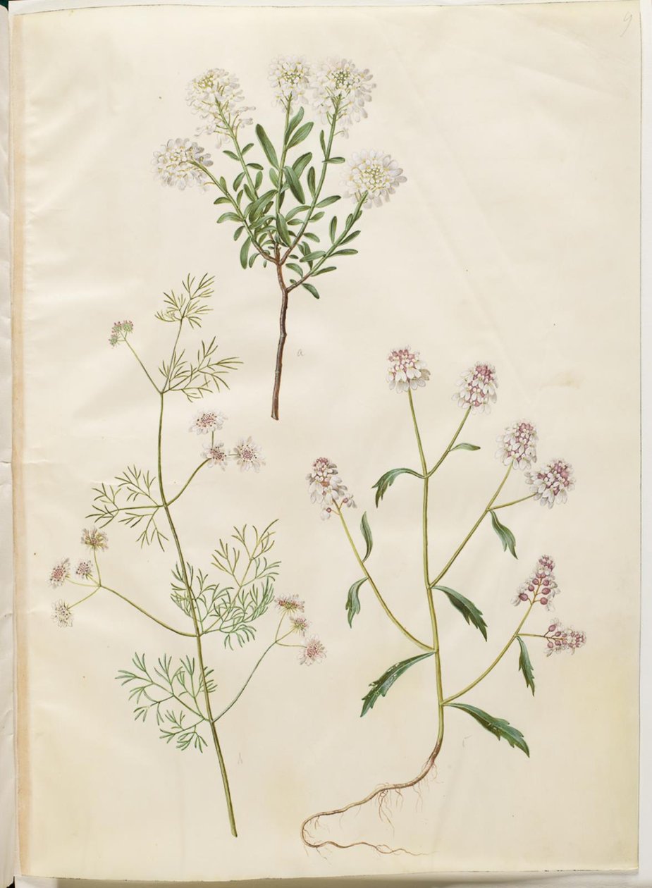 Iberis sempervirens; Coriandrum sativum; Iberis amara by Hans Simon Holtzbecker