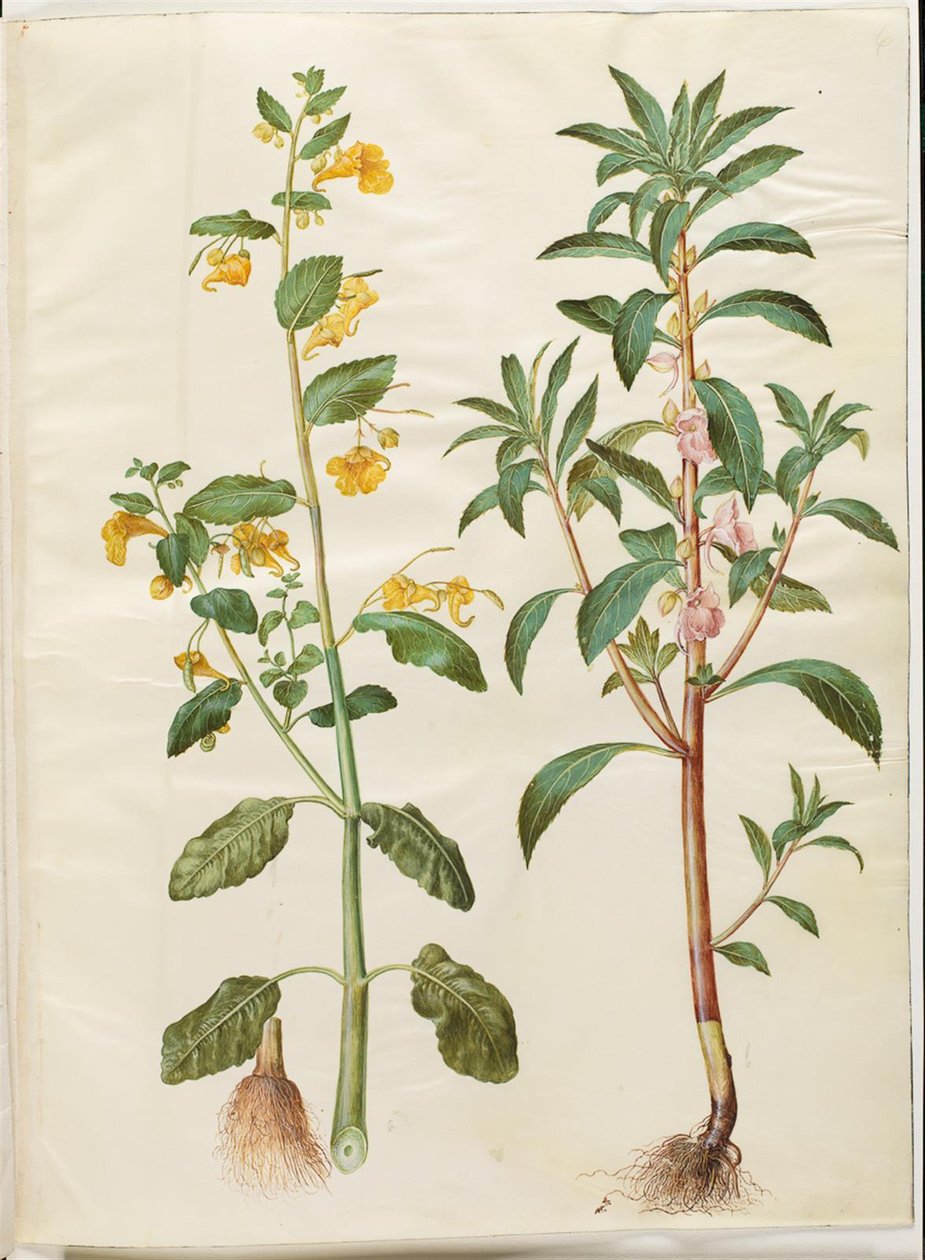 Impatiens noli-tangere (Touch-me-not Balsam); Impatiens balsamina (Garden Balsam) by Hans Simon Holtzbecker