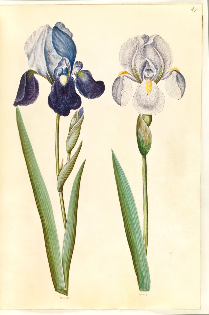 Iris ×germanica or Iris ×sambucina (?) (Garden Iris or Elder Iris); Iris ×germanica (Garden Iris) by Hans Simon Holtzbecker