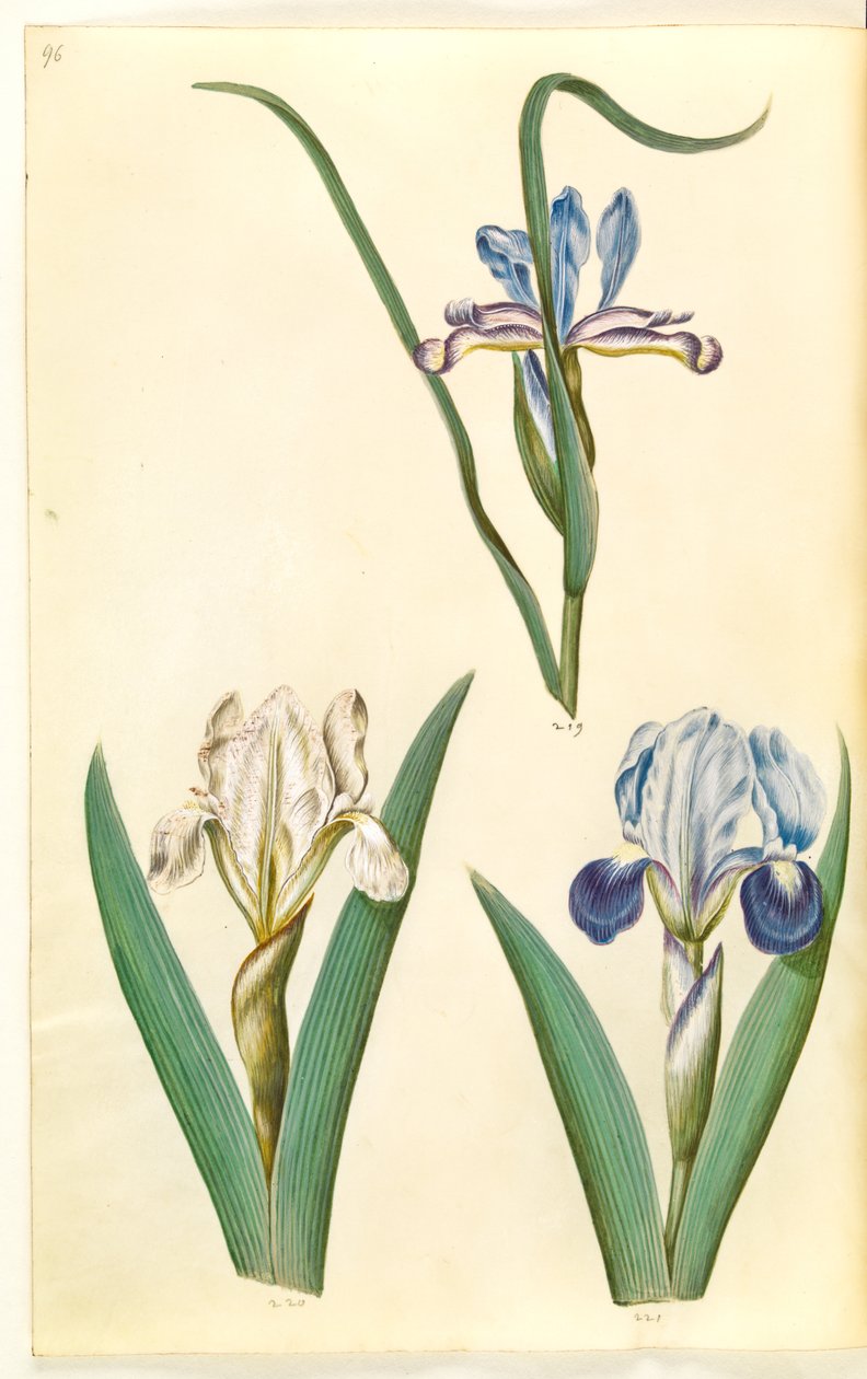 Iris graminea (Grass-leaved Iris); Iris lutescens or Iris pumila (?) (Dwarf Iris or Low Iris) by Hans Simon Holtzbecker