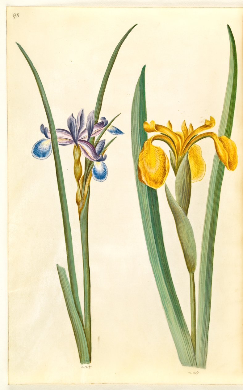 Iris Graminea (Grass-Leaved Iris); Iris Pseudacorus (Yellow Iris) by Hans Simon Holtzbecker