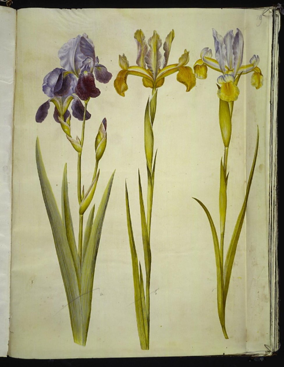 Iris ×sambucina (Elder Iris); Iris latifolia (English Iris) by Hans Simon Holtzbecker
