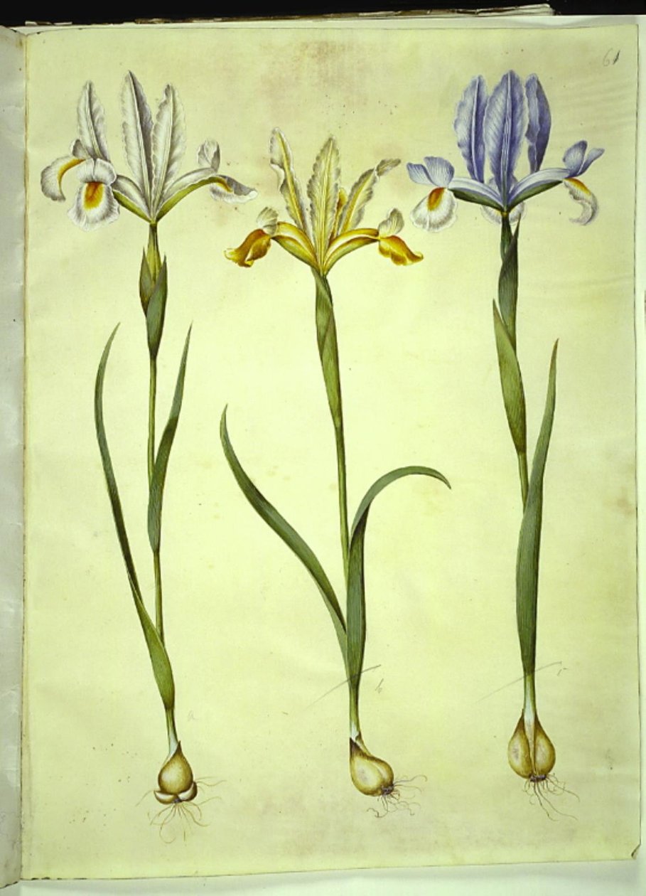 Iris xiphium (Spanish Iris) or Iris latifolia (English Iris); Iris xiphium (Spanish Iris) by Hans Simon Holtzbecker