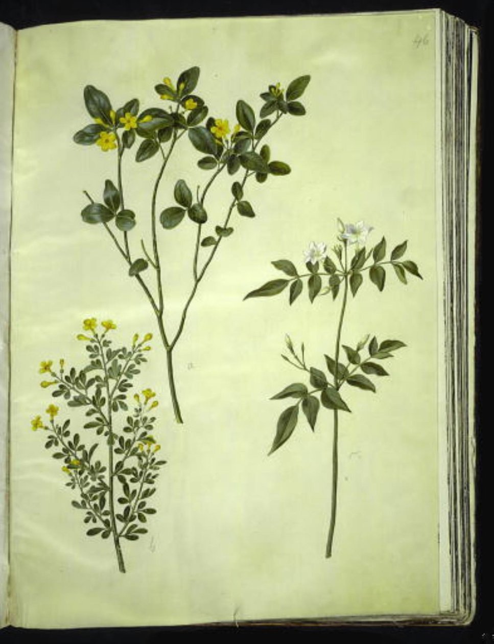 Jasminum odoratissimum; Jasminum fruticans; Jasminum grandiflorum by Hans Simon Holtzbecker