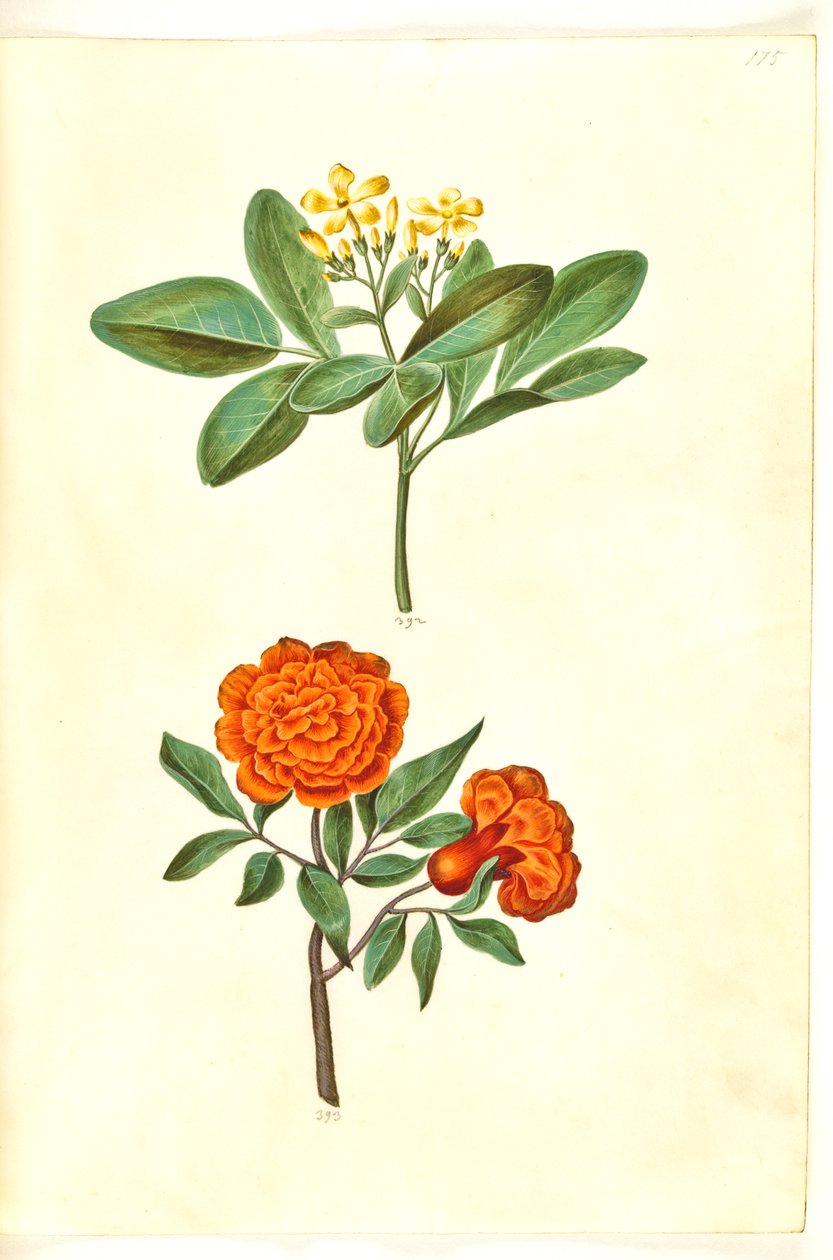 Jasminum Odoratissimum (Sweet Jasmine); Punica Granatum (Pomegranate) by Hans Simon Holtzbecker